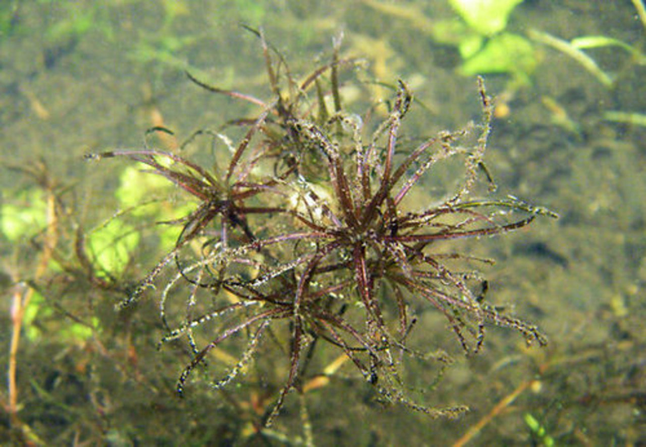 Редкая находка Редкая находка