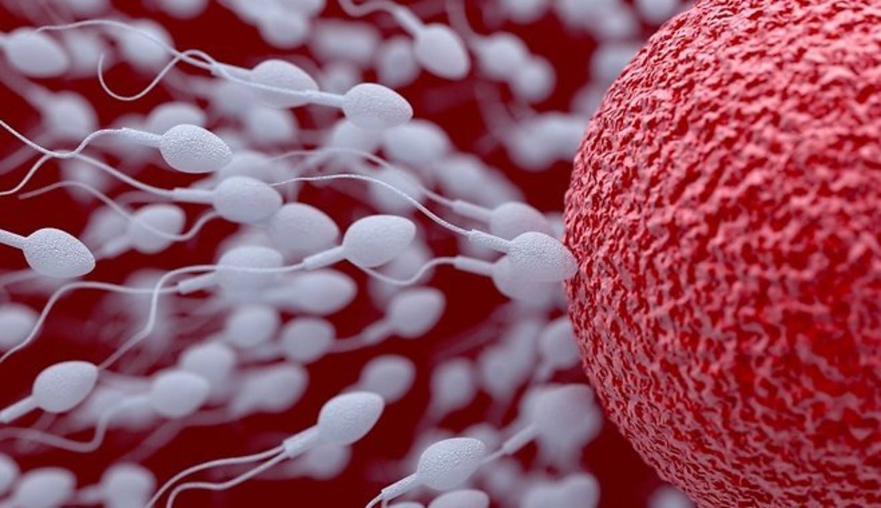 движение сперматозоидов сперматозоиды и яйцеклетка