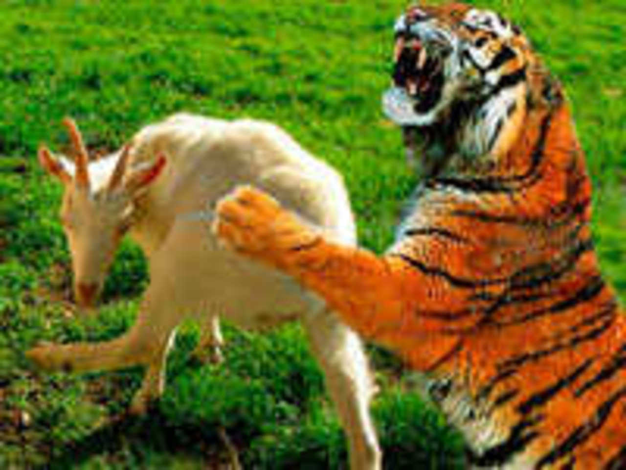 Тигр и коза