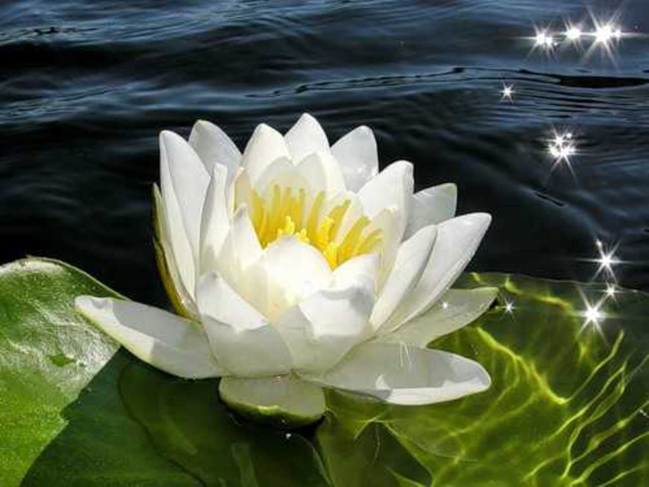 Водяная лилия 8. Белый Лотос Nymphaea Lotus. Водяная Лилия кувшинка. Белая Лилия кувшинка. Лотос кувшинка водяная Лилия.