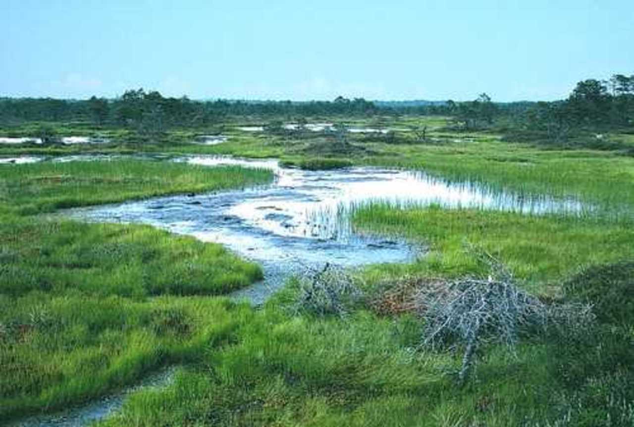 Мягкое болото