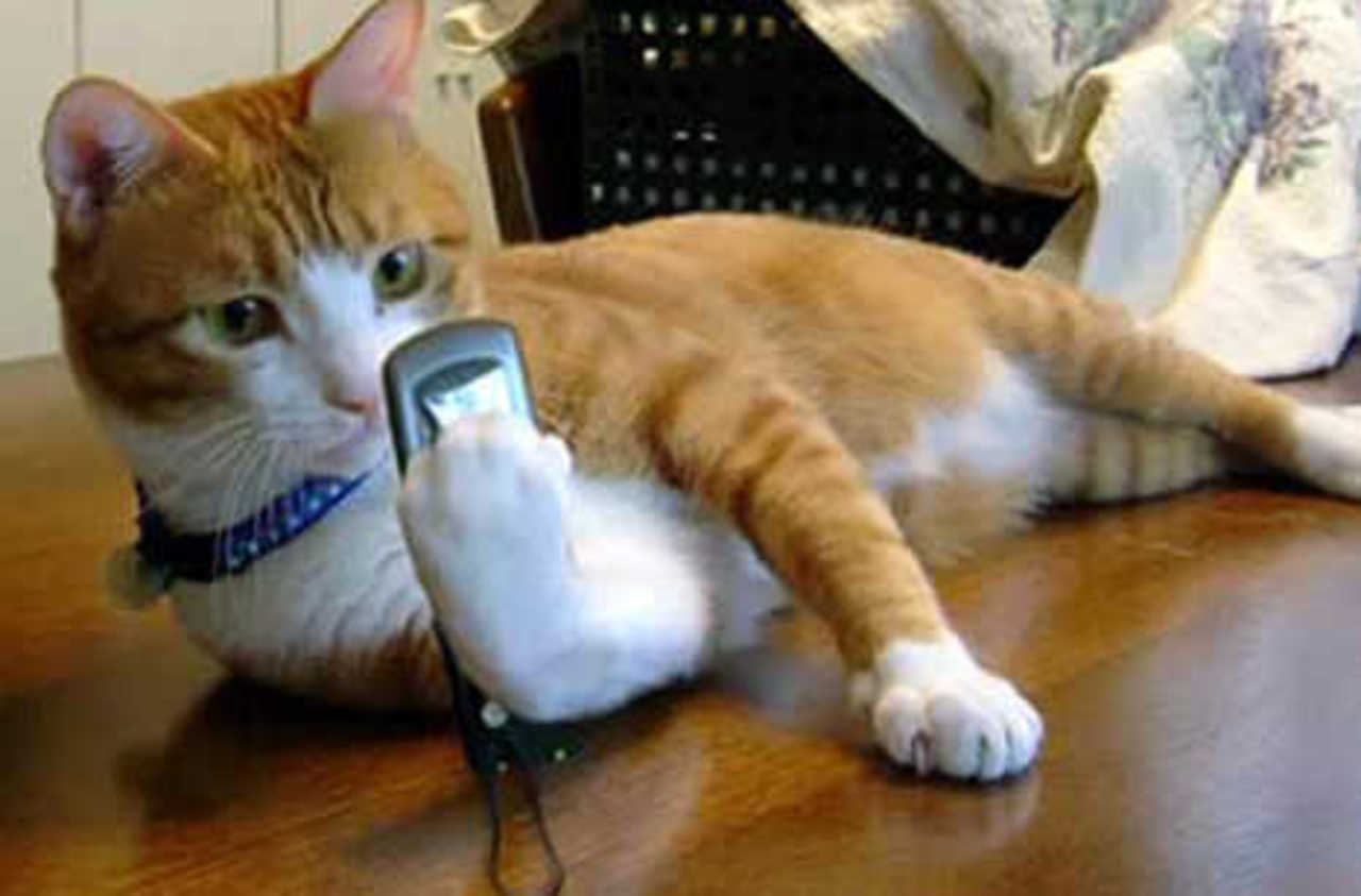 Для любимого шефа даже киски не жалко Для любимого шефа даже киски не жалко