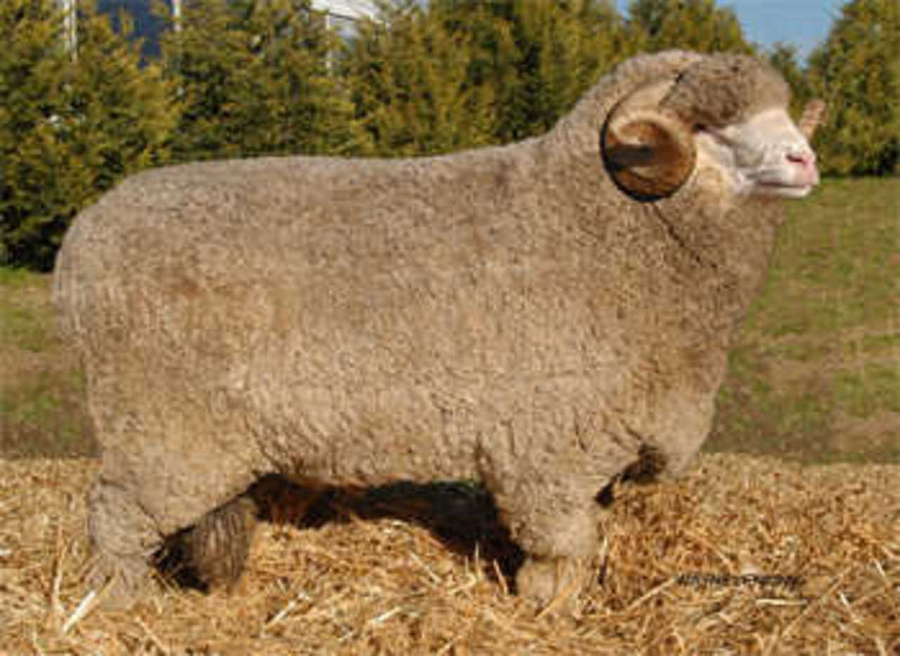 Меринос животное фото Меринос животное фото