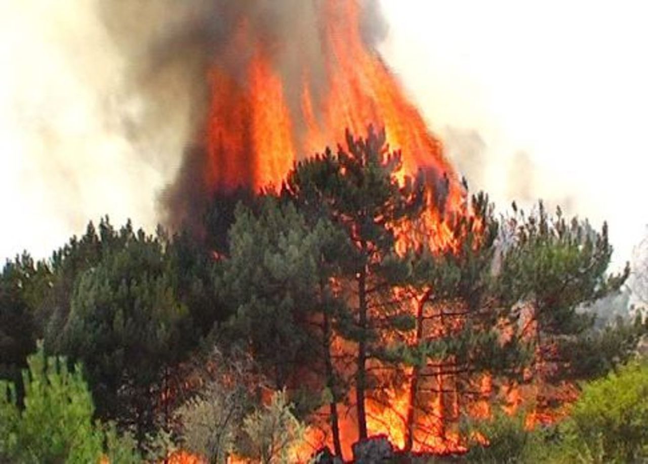Лесной пожар 3 класс. Верховой беглый Лесной пожар. Огненный шторм Лесной пожар. Пожар леса верховые. Лесные и степные пожары.