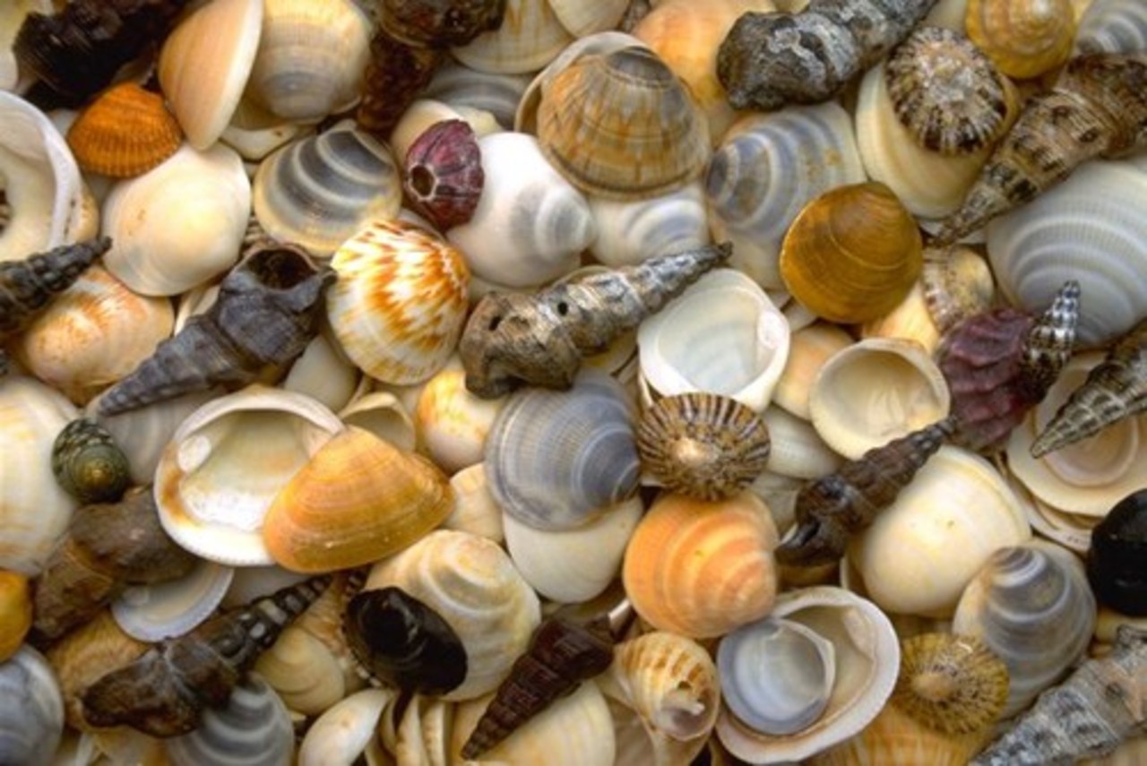 Минеральные природные материалы. Природный материал ракушки. Камни и ракушки. Морские камни и ракушки. Коллекция ракушек.