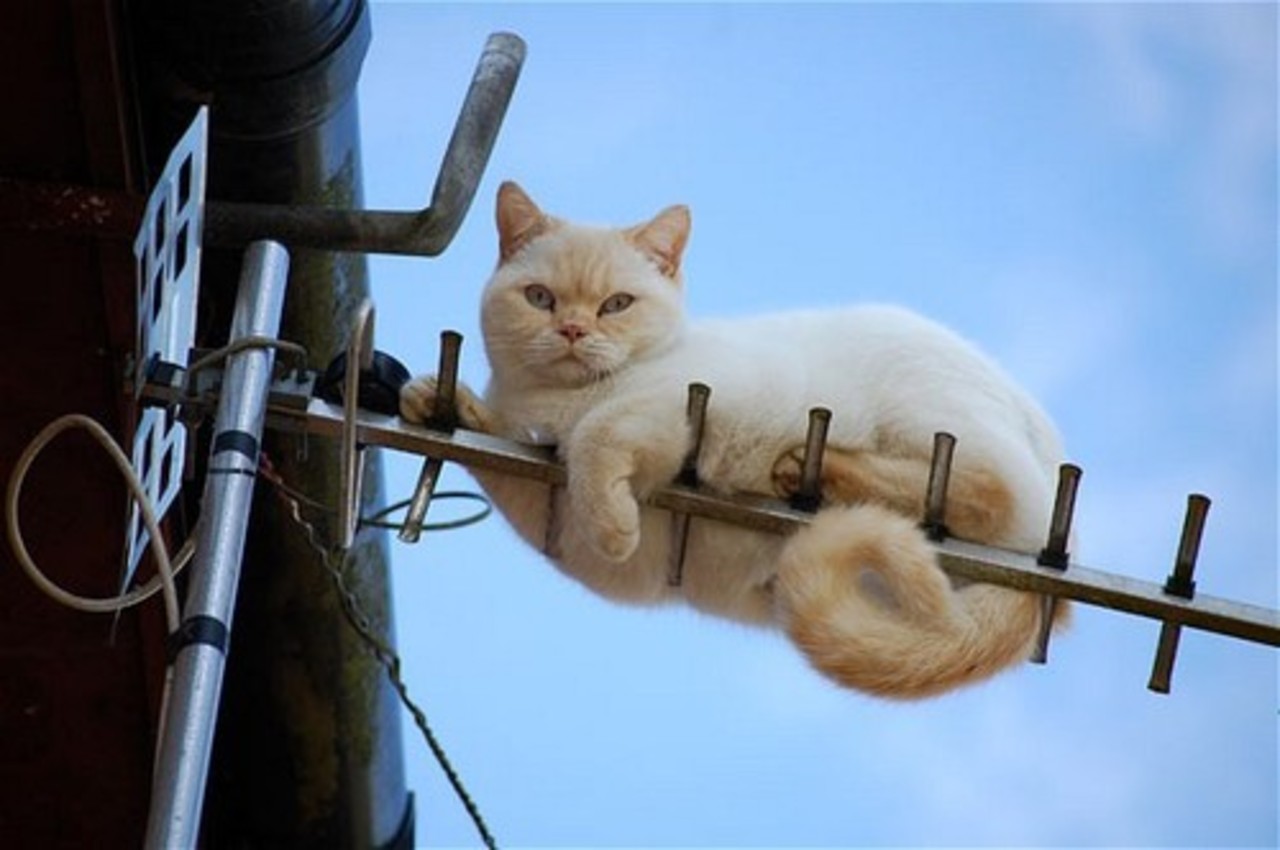 Кот Радиолюбитель