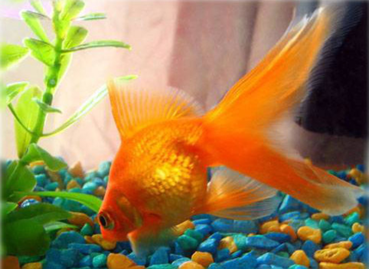 Золотая рыбка вуалехвост в круглом аквариуме