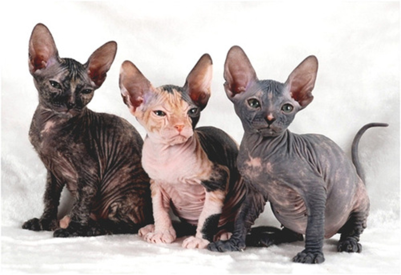 Кошки породы сфинкс: какие они?