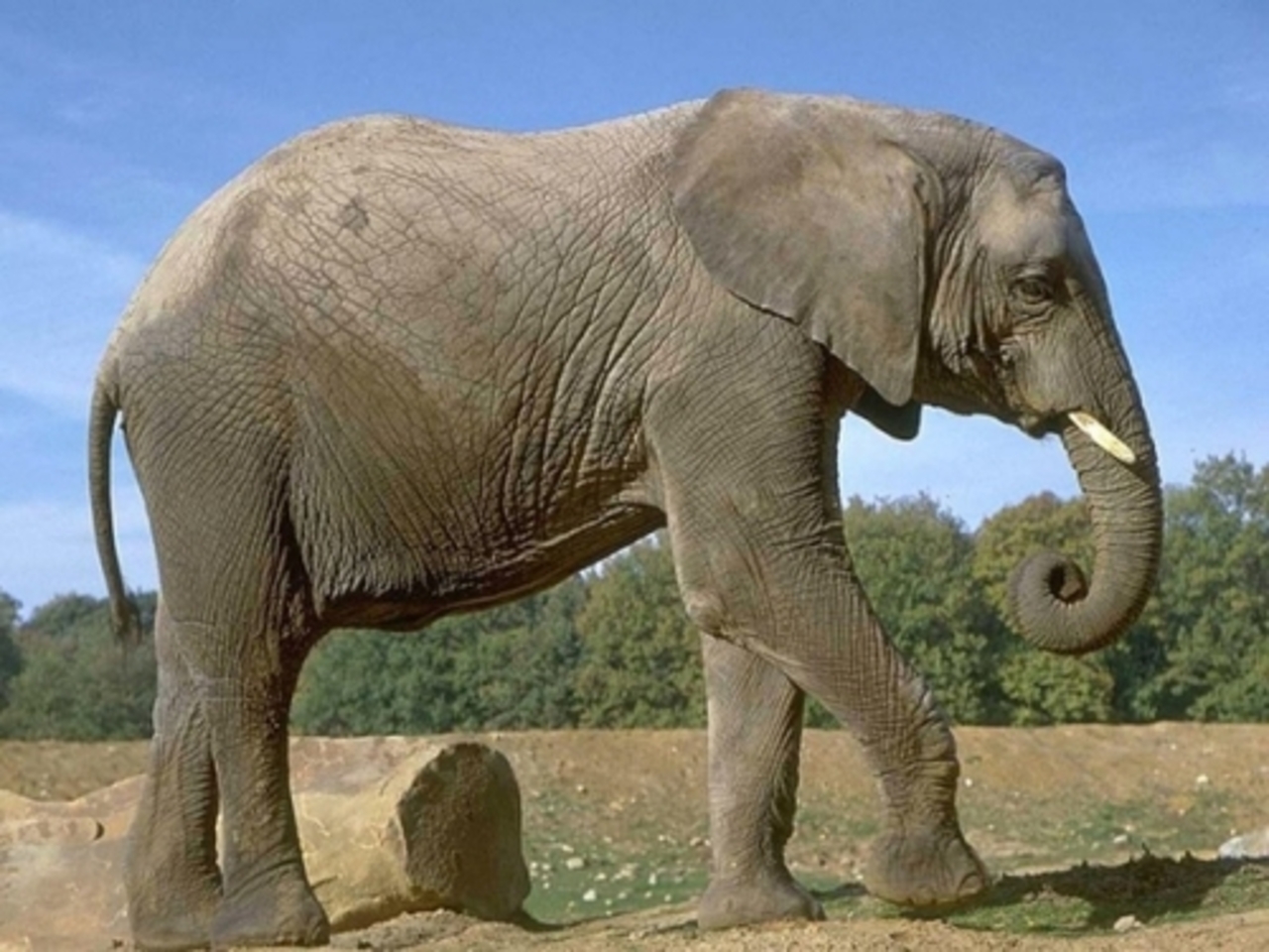 Внешний вид слонов. Африканский саванный слон. Хоботные индийский слон. СЛОРН. Лоно.