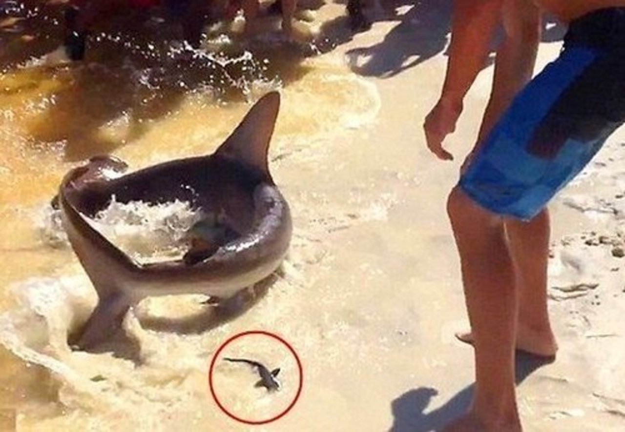 какие акулы водятся в черном море в сочи