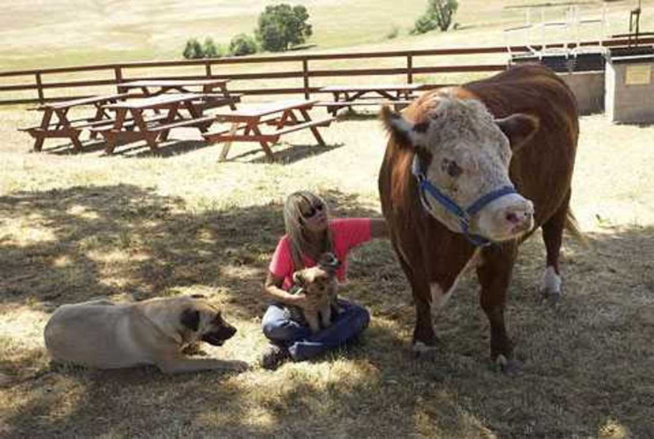 Ферма жили были. Калифорнийские фермы. Собака живущая на ферме. Собака на ранчо. Какие животные живут на ферме.