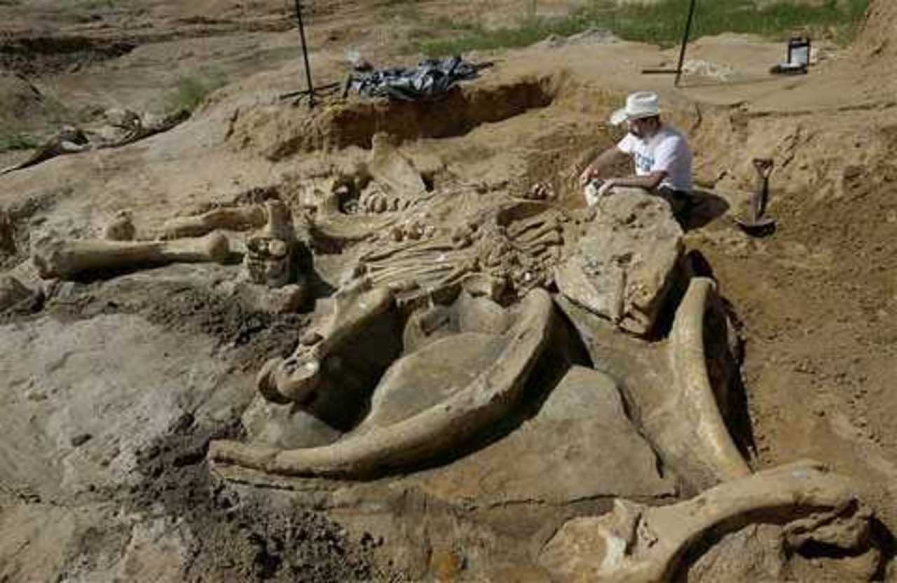 Окаменелые кости Мамонтов. Археологический раскопки кости мамонта. Палеонтологические находки мамонт. Скелет мамонта раскопки.