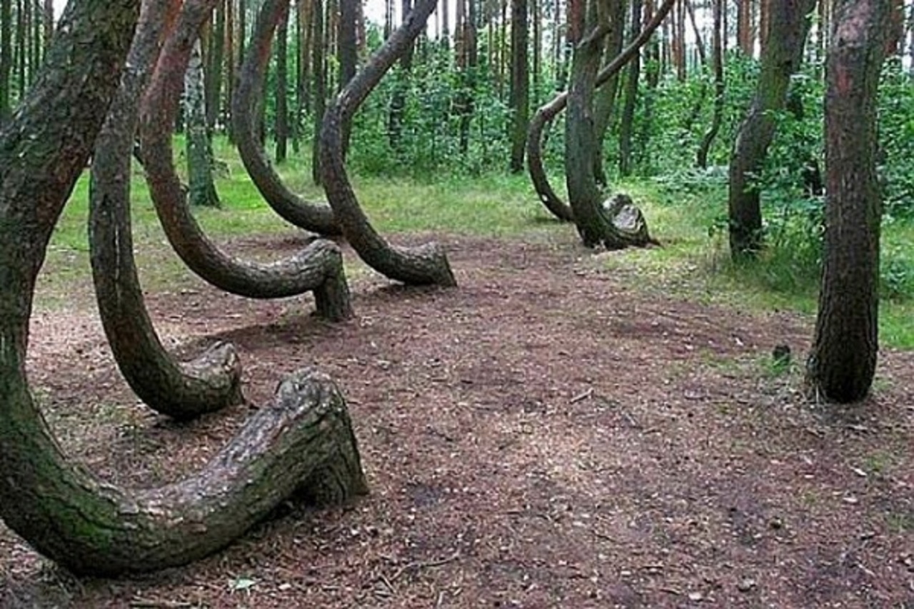 Кривой лес Грыфино Польша