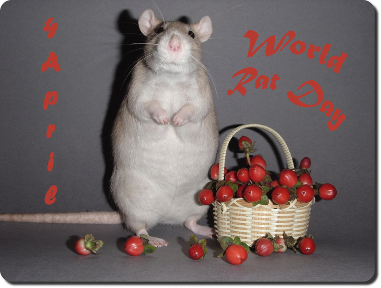 День крысы 4 апреля картинки. День крысы. Всемирный день крысы. Поздравляю с днем крысы. Забавные крысы.