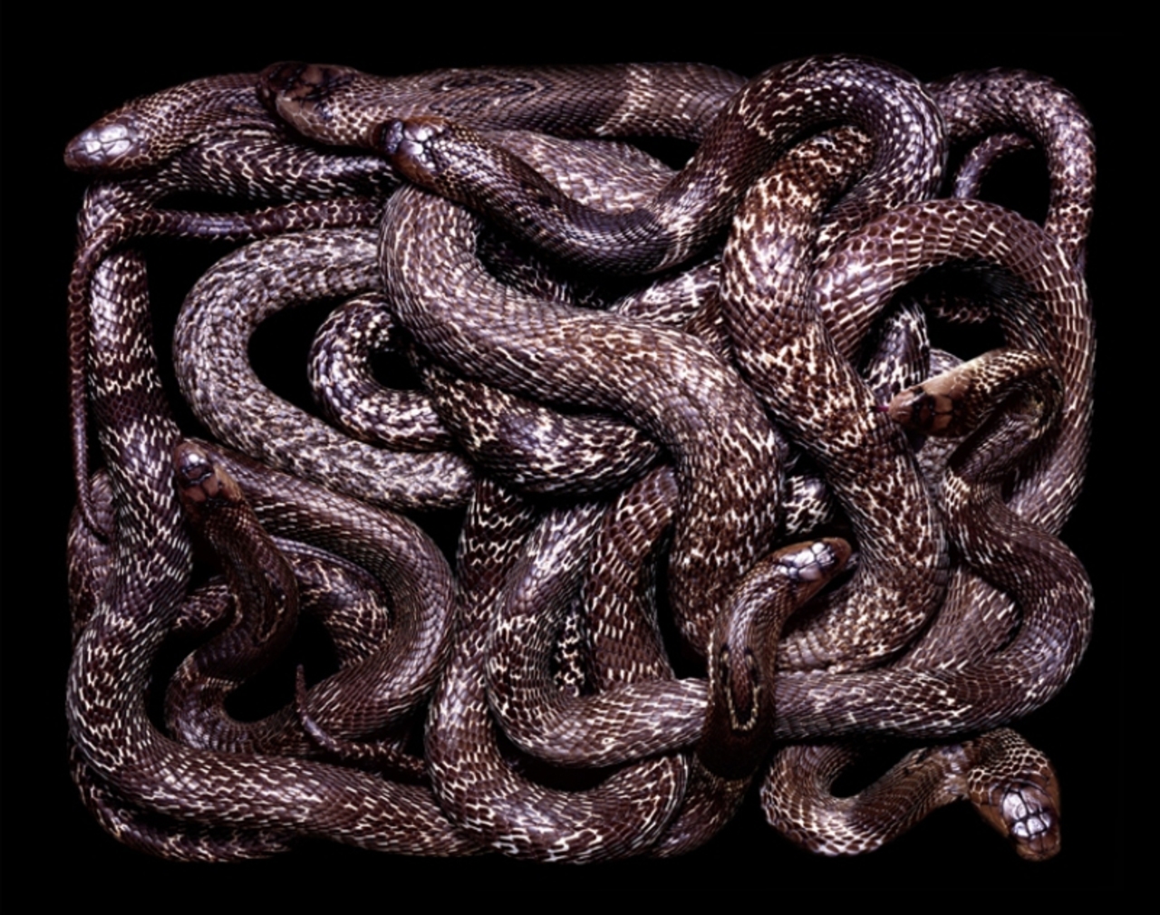 1 змея много змей. Гвидо Мокафико змеиная коллекция. Змеи Гвидо Мокафико. Змеиное кубло. Змеиное кубло женский коллектив.