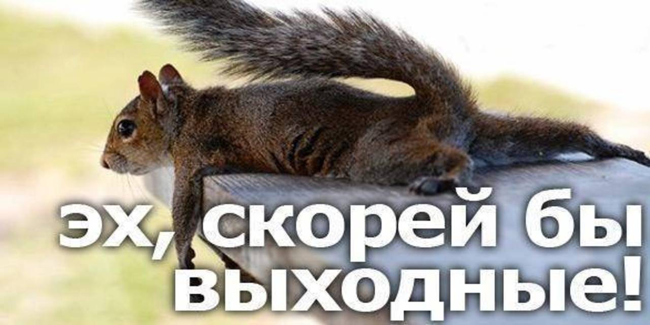 Скорее бы выходные картинки прикольные, тебя люблю очень