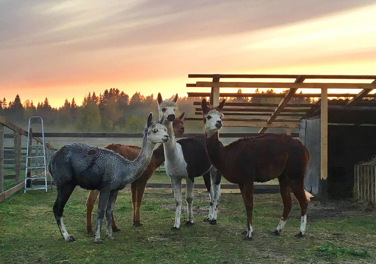 Мини зоопарк Мини зоопарк