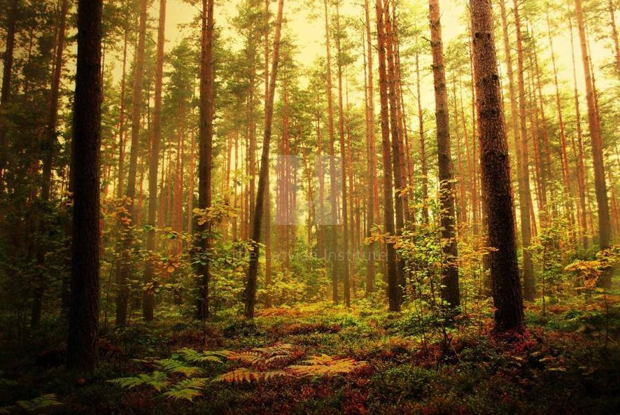 Леса латвии Леса латвии