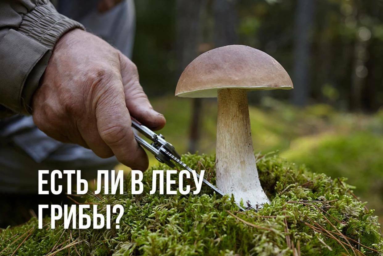 Pick mushrooms. Сбор грибов в лесу. Срезает гриб. Грибы экология. Грибы в Подмосковье.