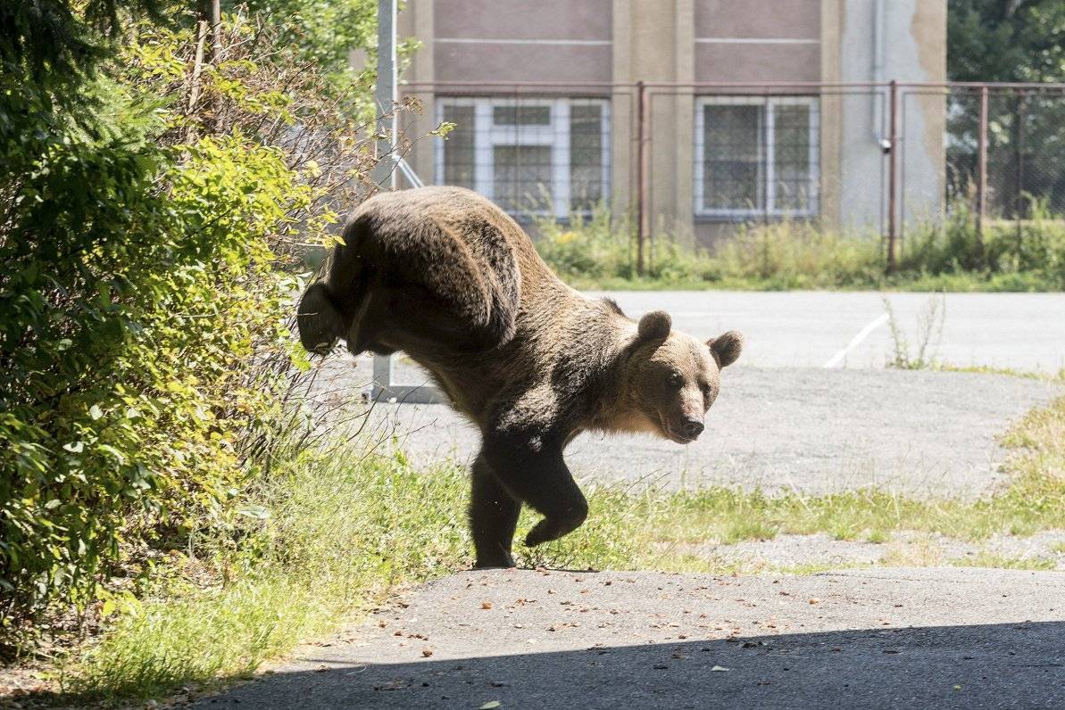 Медведь годы жизни. Бурые медведи в Румынии. Медведь в полный рост. Встреча с медведем. Хищные животные.