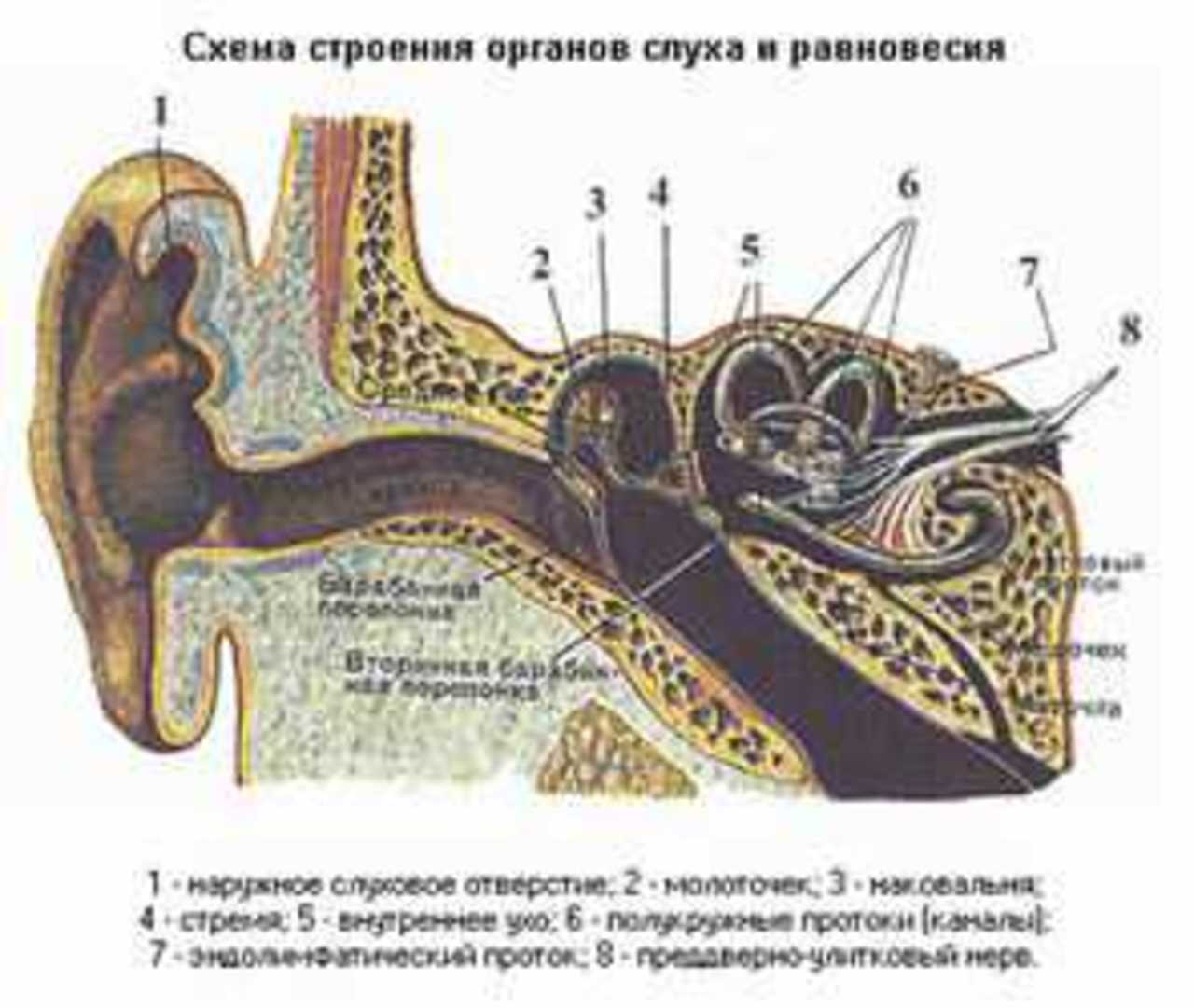 Вестибулярный аппарат расположен в среднем ухе. Строение уха человека вестибулярный аппарат. Строение органа слуха и вестибулярного аппарата. Эндолимфатический проток внутреннего уха. Орган слуха и вестибулярный аппарат рисунок.