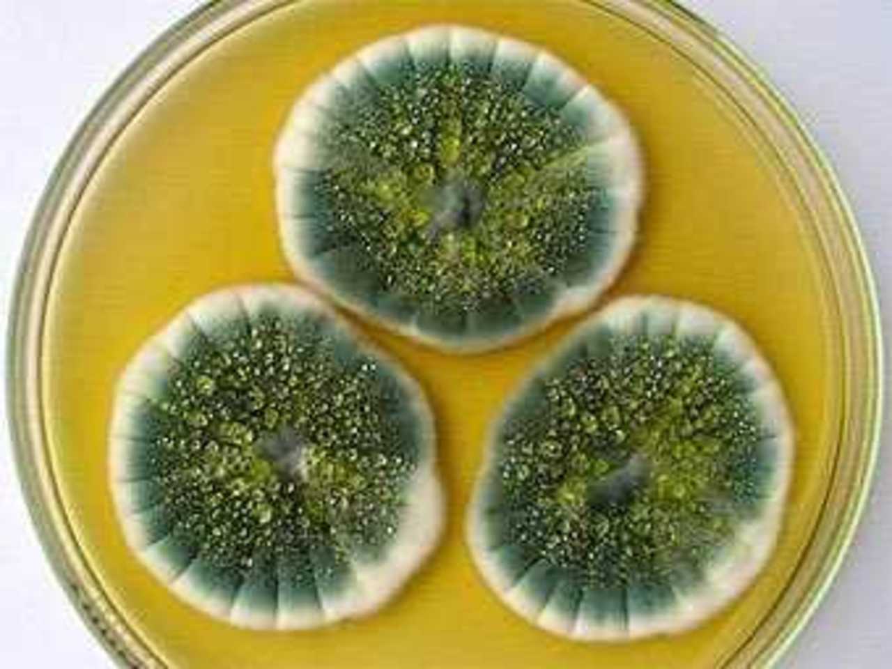 Пеницилл и бактерии. Плесневые грибы пенициллин. Penicillium notatum пенициллин. Зелёная плесень это пенициллин. Пенициллин плесень.