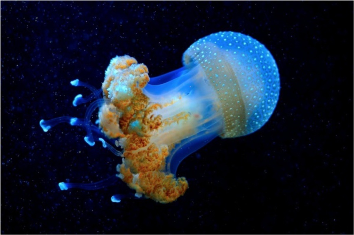 Глубоководная медуза
