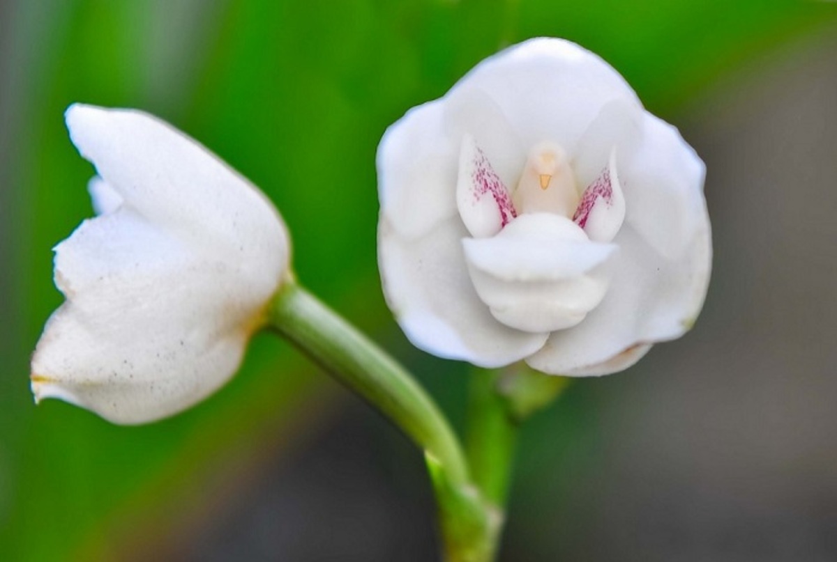 Орхидея-голубь (Перистерия высокая)