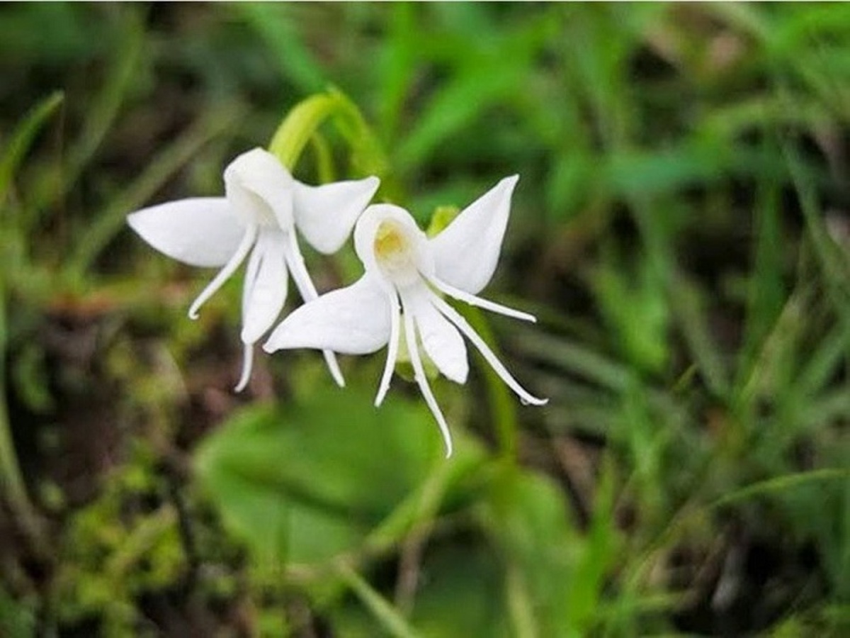 Орхидея-ангел (Habenaria Grandifloriformis)
