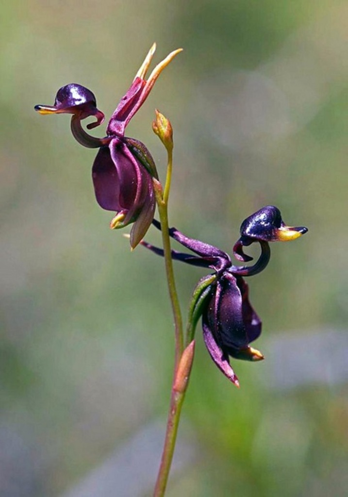 Орхидея «Летящая уточка» (Caleana Major)