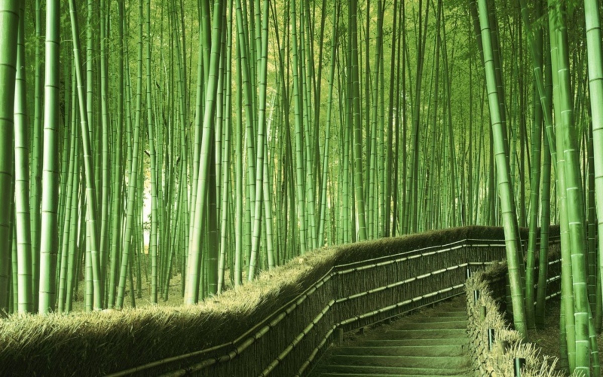 Бамбуковый лес в Японии