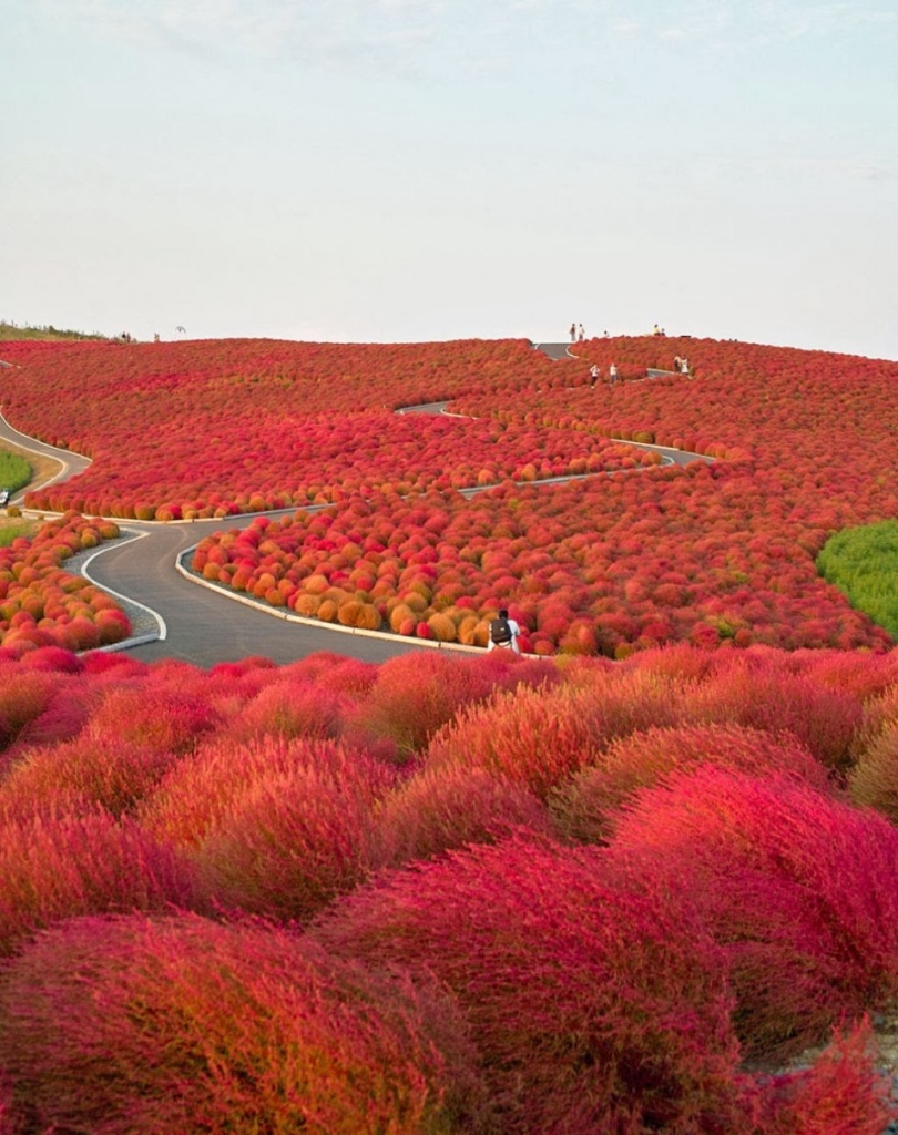 Национальный парк Хитачи в Японии