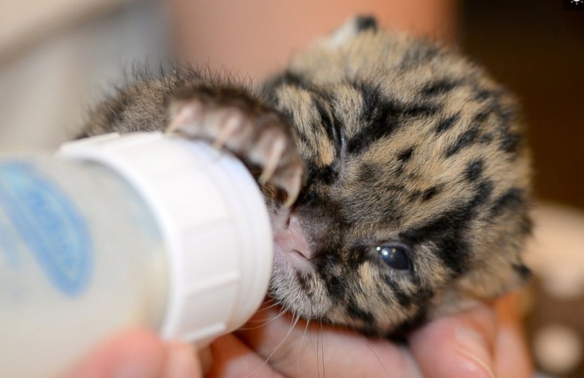 Новорождённый малыш леопарда
