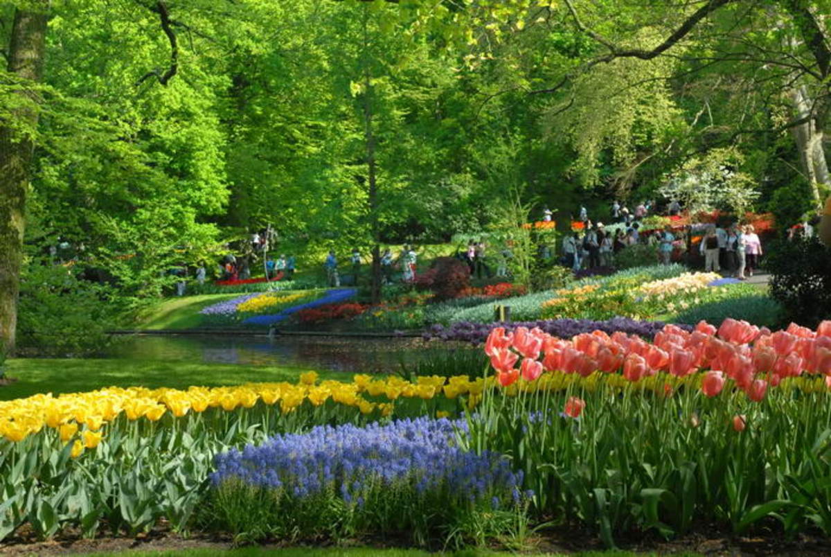 Королевский парк тюльпанов Кейкенхоф (Голландия)