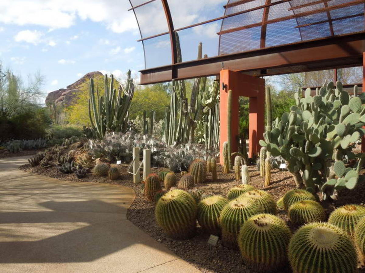 Ботанический сад в пустыне (штат Аризона, США)