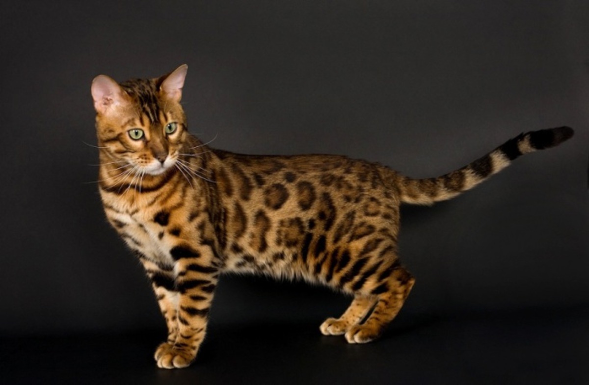 Бенгальская домашняя кошка- Гибрид домашней кошки и дикого Азиатского леопардового кота.