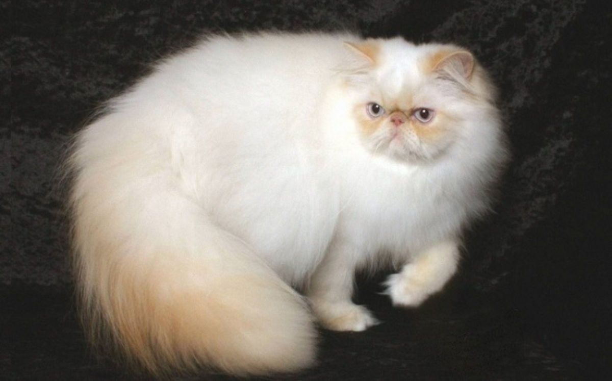 Гималайская кошка- Американское название длинношерстных колорпойнтов, то есть персидских кошек с сиамским окрасом.