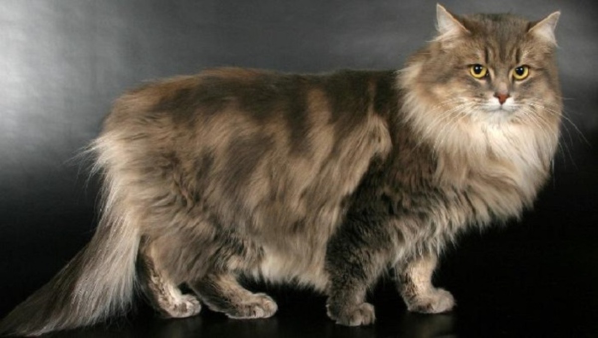 Сибирская кошка- Порода полудлинношерстных кошек с густым, не пропускающим влагу шерстяным покровом, пушистым хвостом и милым выражением мордочки.
