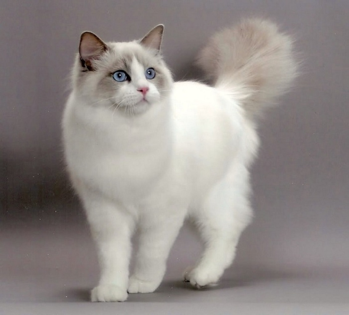 Рэгдолл- Порода крупных домашних кошек с голубыми глазами и длинной, густой, шелковистой шерстью, легко поддающейся расчесыванию.