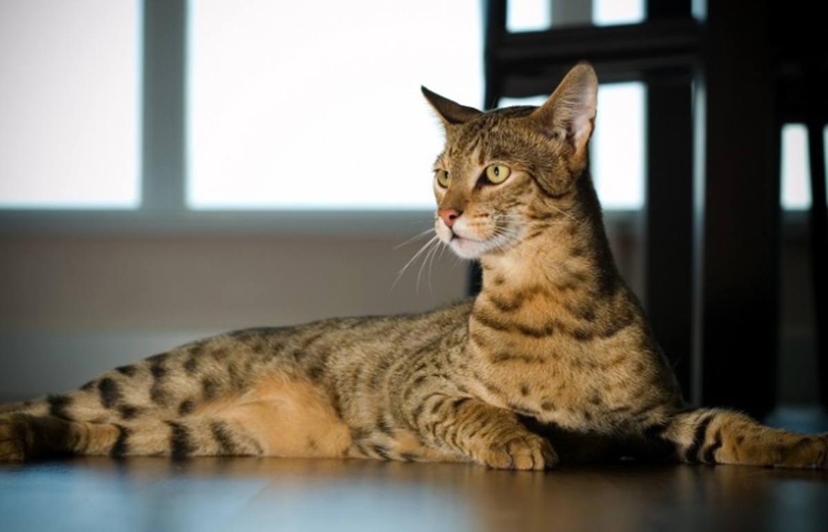 Ашера- Вымышленная гибридная порода кошек, названная в честь богини Ашеры.