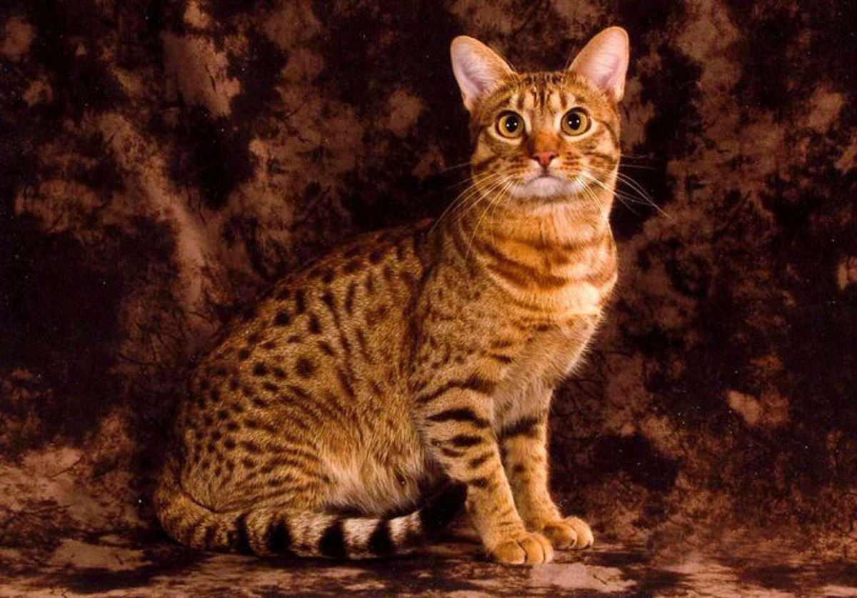 Оцикет- Довольно крупная кошка с развитой мускулатурой и тяжелым костяком.