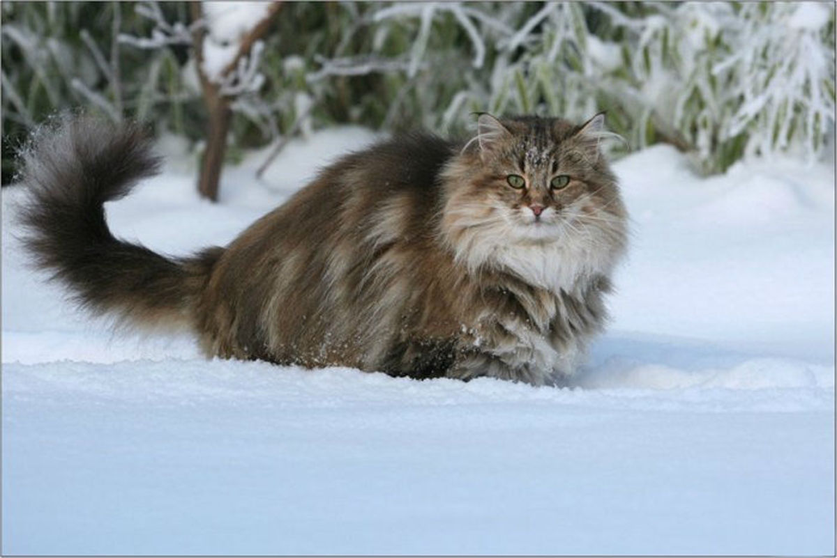 Норвежская лесная кошка- Уверенный в себе выносливый зверь и ласковый домашний питомец, сильный охотник и нежный друг ребёнка.