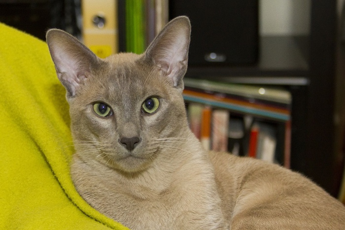 Тонкинская кошка- Молодая порода, появившаяся в результате скрещивания двух необыкновенных пород – сиамских и бурманских кошек.