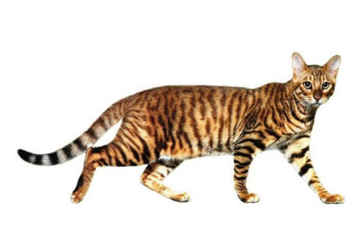 Тойгер- Одна из самых экзотических и дорогостоящих пород кошек в мире. Настоящий домашний тигр!