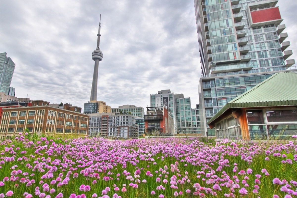 Магазин в Торонто. Все здание построено с учетом зеленых технологий, но в крыше — особая прелесть. Можно и прогуляться вдоль клумб и грядок, и посмотреть на современные небоскребы.