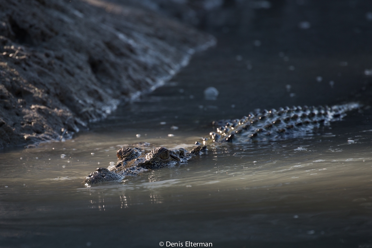 Гребнистый крокодил, Кимберли, Австралия