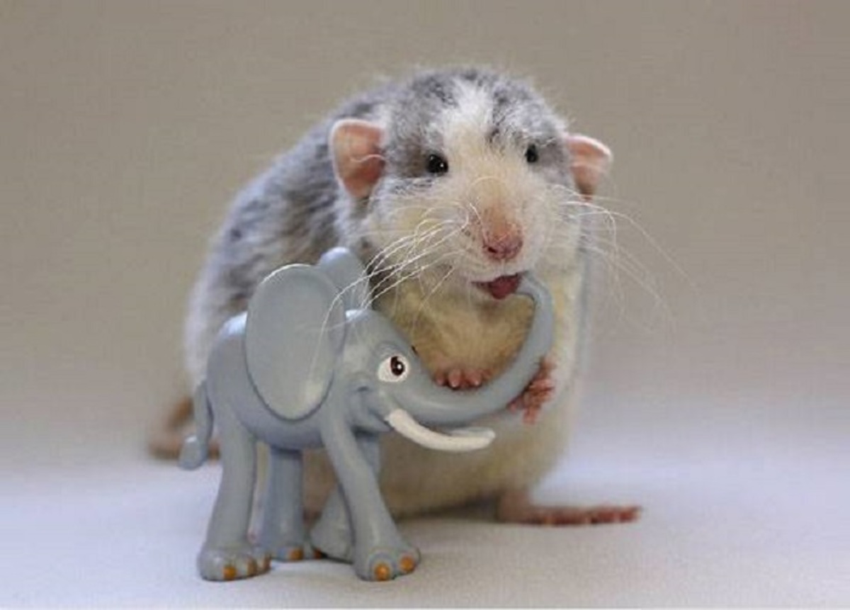 Я все должен знать- Любопытная мышь обнюхала с ног до головы игрушку и попробовала ее на зуб.