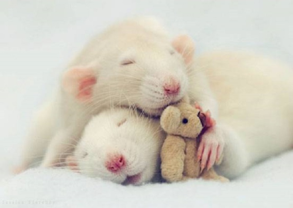 Родные души- Крысеныши спят после сытного ужина.