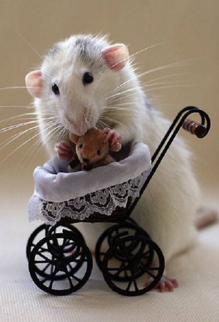 Молодая мама- Мышка стоит на задних лапах возле игрушечной коляски.