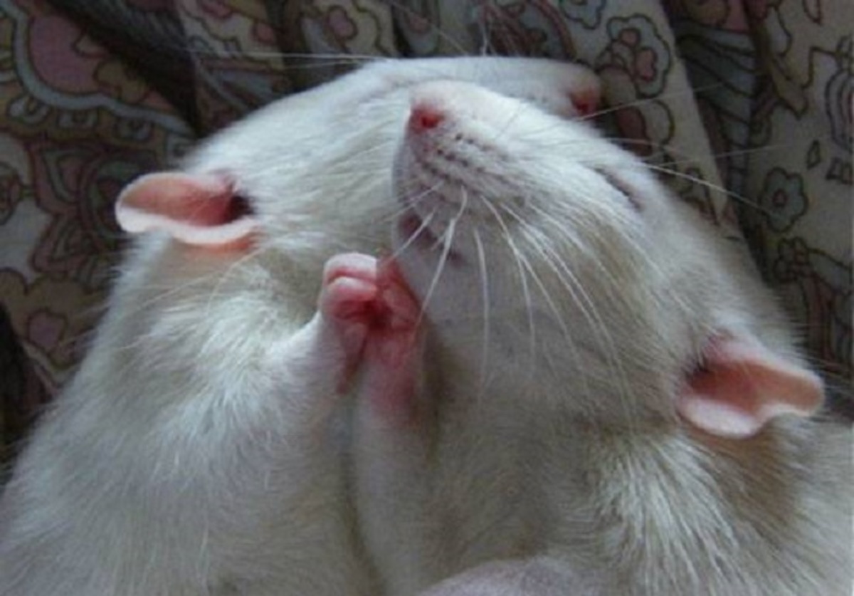 Мышиная любовь- Прирученные животные сладко дремлют, обнявшись розовыми лапками.
